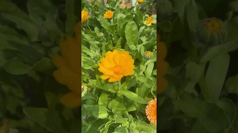 Pot Marigold Calendula, great garden helper