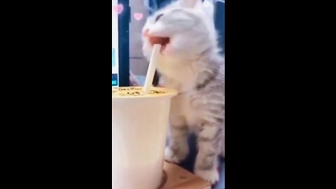 Viral Cute Cat Animals 2022 Funny videos #rumbleshort Videos