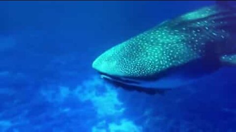 Divers swim with a rare whale shark