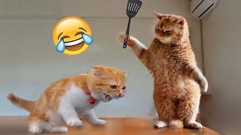 Funny Cats And Dogs Videos 😂 #4 - Best Funniest Animal Videos 2023 😅