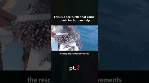 sea turtle asked help from humans