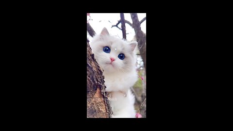 Adorable Cats Compilation - Funny and Cute Kitties!"