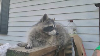 Relaxing on the deck