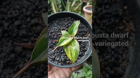 #shorts sansevieria