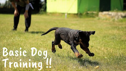 Basic Dog Training - 10 Tips For Newbies !!