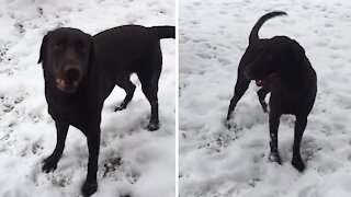 High-energy Doggy Can’t Hold In His Excitement For The Snow