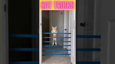 Cat tricks