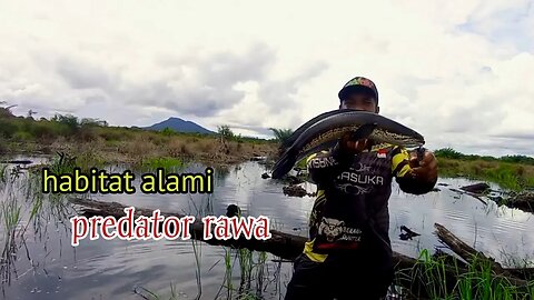 MANCING IKAN GAUS DI SPOT TERGANAS !!! MONSTERNYA SAMPAI KELUAR KANDANG