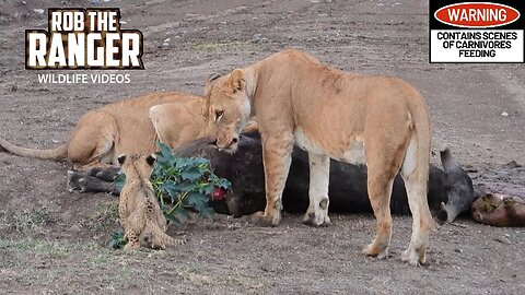 Lion Pride with A Buffalo Meal Run From An Elephant | Ol Pejeta | Zebra Plains On Tour