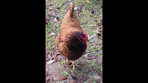 Weird chicken comb