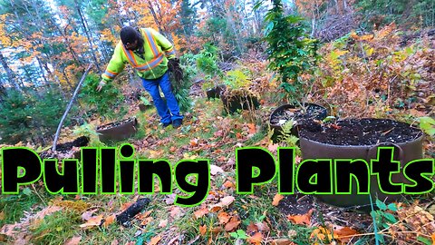 Pulling Plants