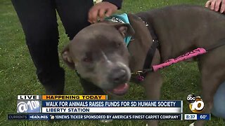 Walk for Animals raises funds for San Diego Humane Society