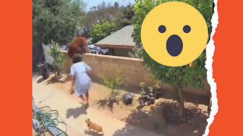 Never do that!!! 🤪🤪Woman knocks a black bear off a block wall to save her pets.