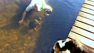 Snapping Turtle Extremely Curious About Family On Cottage Dock