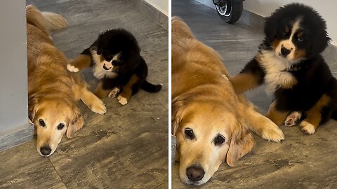 Playful Puppy Annoys Sleepy Dog