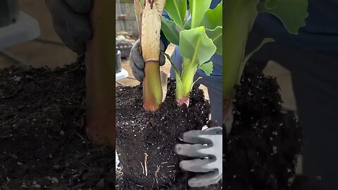 How to propagate banana trees… Multiply your banana trees.