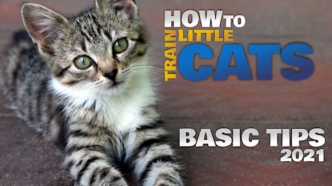 [ zeroTV ] HOW TO TRAIN LITTLE CATS - Basic Cat Training Tips [2021]