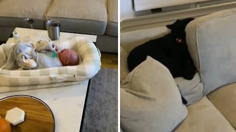 Selfish puppy Is Not happy for new baby addition 😂