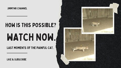 How is this possible? __Last moments of the painful Cat.