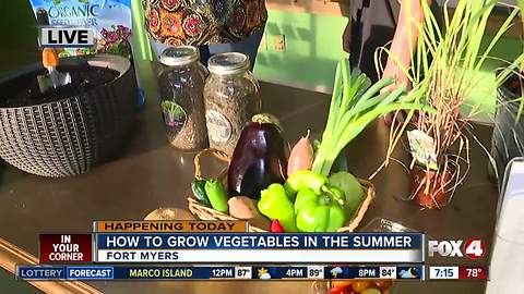 How to grow your own vegetables throughout the Florida summer - 7am live report