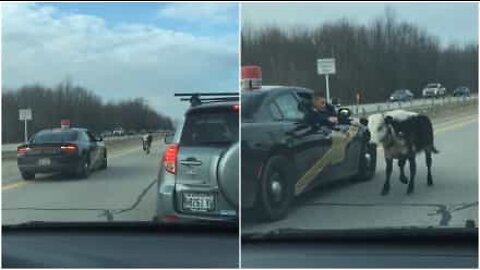 Police chases runaway cow on a highway