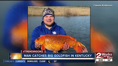 Man catches big goldfish in Kentucky