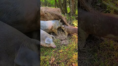 Pigs Tearing up Hay @UncleTimsFarm #kärnəvór #carnivore #shorts #hereford #freerangepigs