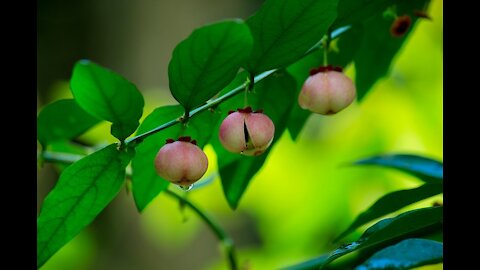 Katuk - An Herb in Shade