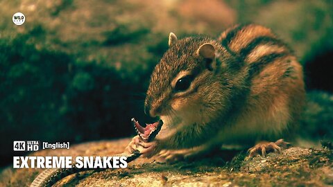 Rock manushi the most extreme snakes | Nature documentary