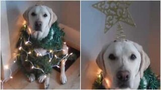 Adorável árvore de Natal canina