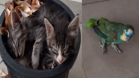 🙄 the kittens sleeping peacefully and the parrot going to wake up.