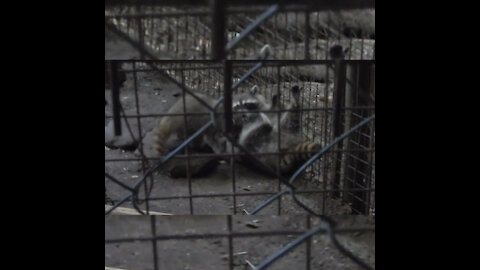 Raccoons playing in the zoo