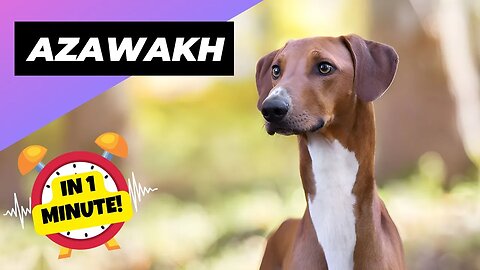 Azawakh - In 1 Minute! 🐶 One Of The Rarest Dog Breeds In The World | 1 Minute Animals