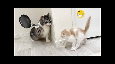 Funny Animal Videos 2023 🥰 - Funniest Dogs and Cats Videos