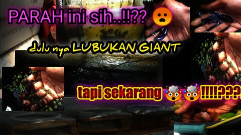 gerebeg lubukan ikan cupang gint...