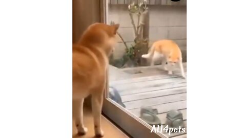 Cats and Dogs fighting very funny video😂😂