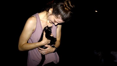 Hungry Stray Cats Meet the Food Lady Before Dawn - Feeding Street Cats