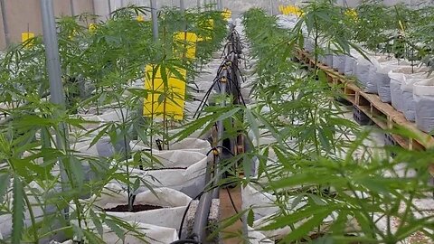 Grow Update 5 Thailand