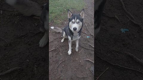 Shepsky Steals Kisses From Her Husky Father 💜 #shorts