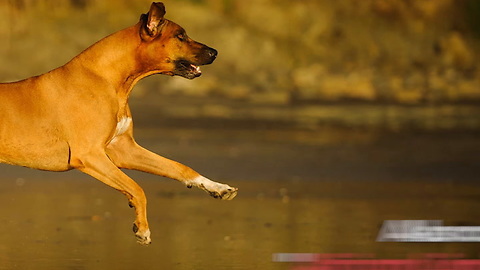 Rhodesian Ridgeback Breed Info