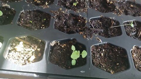 Can't Get Enough Seedlings, Spring Gardening Update 2023