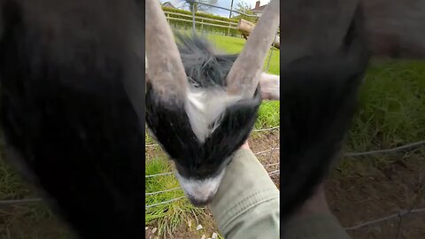 Cute goat eating from my hand:))