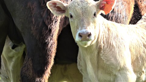 Milk thief sneaks in and drinks his buddy's breakfast