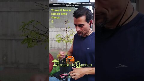 Eating Tamarindo Leaves