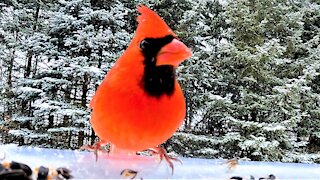 Cardinals in the gently falling snow are a breathtaking sight