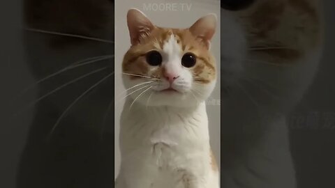 MOORE TV | Funny Cat Short #18 😂😺🐶