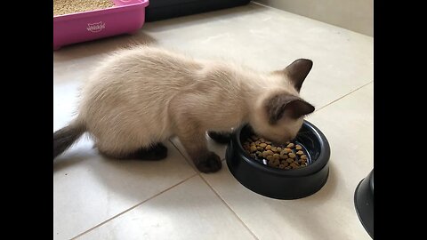 Proteína na ração para seu gatinho quando mais melhor, entenda um pouco sobre isso!