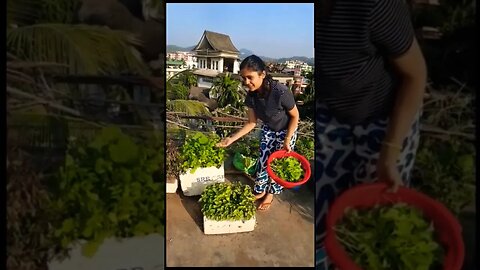 Harvesting home grown vegetables #garden #palak #harvest #rooftopgarden #food #ashortaday