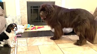 Cavalier pup hordes all his toys from Newfoundland