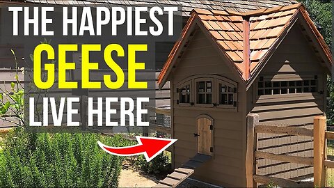 Who has got your Goose? (Goose House Tour)